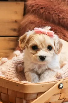 🐾 Juliet – Sweet & Affectionate Cavachon Puppy!
