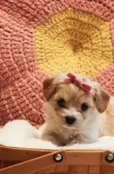 🐾 Valentina – A Beautiful & Loving Cavachon!