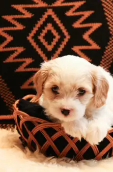 🐾 Patrick – The Perfect Cavachon Companion! 🐾