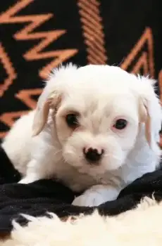 🐾 Frederick – A Gentle & Sweet Cavachon Puppy! 🐾