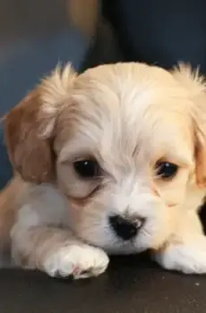 🐾 Thomas – Playful & Loving Cavachon Puppy! 🐾