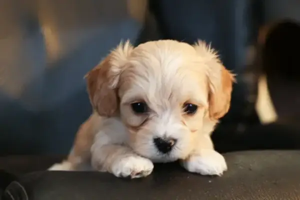 🐾 Thomas – Playful & Loving Cavachon Puppy! 🐾