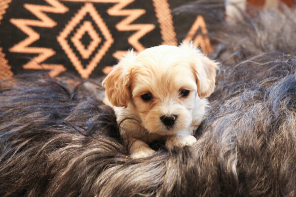 🐾 Thomas – Playful & Loving Cavachon Puppy! 🐾 - Image 2