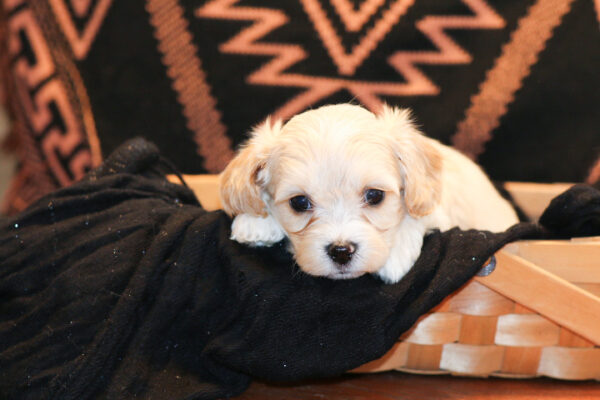 🐾 Thomas – Playful & Loving Cavachon Puppy! 🐾 - Image 3